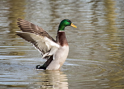 mallard duck on water thumbnail
