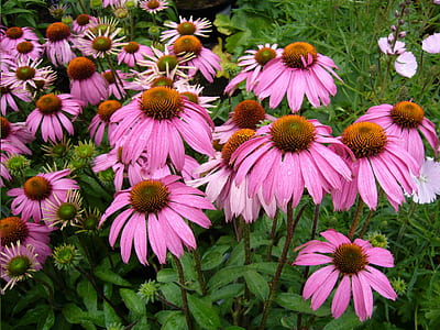 person taking photo of pink flowers thumbnail