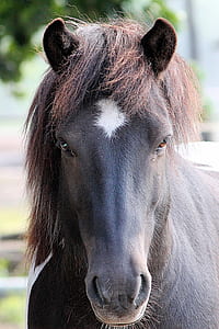 selective focus photography of black horse thumbnail
