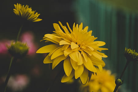 Shallow Focus Photography of Yellow Flowers thumbnail