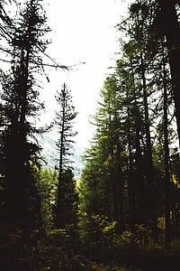 green leafed trees thumbnail