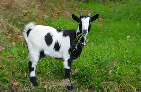 white and black sheep on green grasses thumbnail