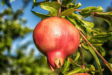 closeup photo of red fruit thumbnail