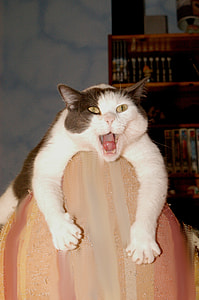white and black cat on beige textile thumbnail