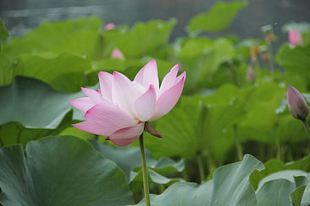 selective focus photography of pink lotus flower thumbnail