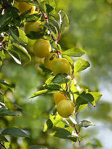 shallow focus photography of green fruits thumbnail