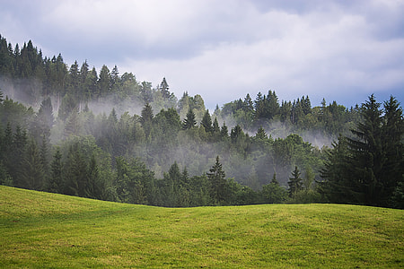 green grassland in front of green pine trees thumbnail