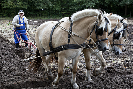 person using two horse for cultivating the soil thumbnail