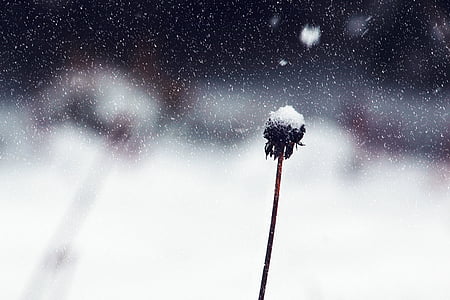 black plant thumbnail