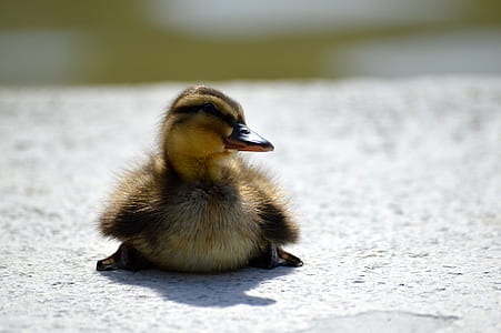 macro shot of duckling thumbnail