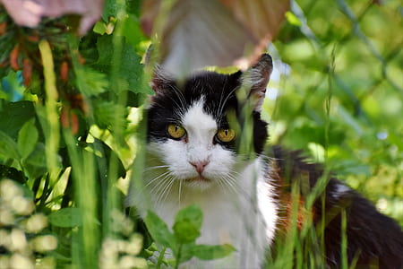 tuxedo cat thumbnail