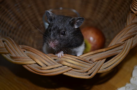gray and white mouse in wicker basket thumbnail