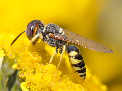 yellow and black bee on yellow petaled flower thumbnail
