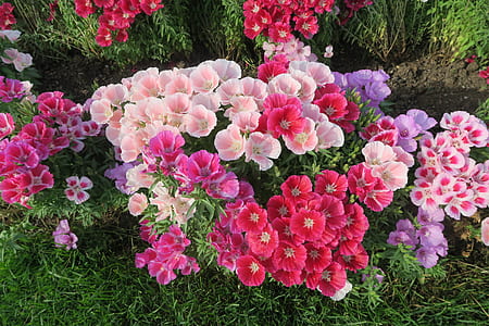 pink, purple, and white flowers thumbnail