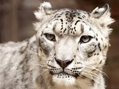 selective focus photography of white and black animal thumbnail