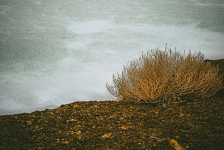 Bush near river thumbnail