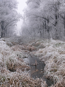 water stream along tress thumbnail