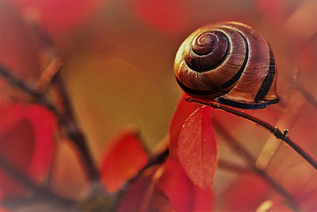 snail in macro shot photography thumbnail
