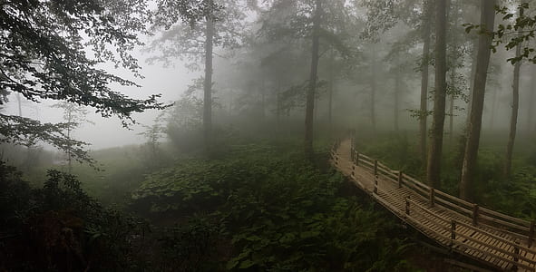 brown wooden bridge in the middle of forest during foggy day thumbnail