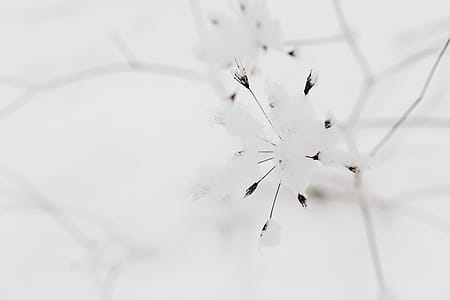 Snow on dry twigs thumbnail