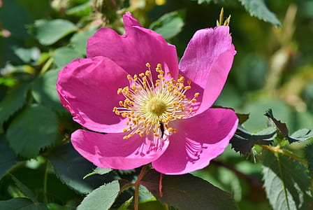 closeup photo of pink petaled flower thumbnail