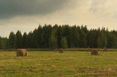 hay bale on green grass field thumbnail