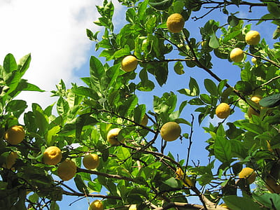 yellow fruits thumbnail