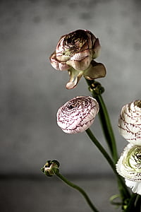 pink and green plants thumbnail