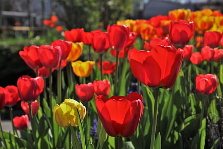 red and yellow tulips in bloom at daytime thumbnail