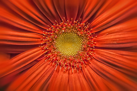 macro photography of red daisy flower thumbnail