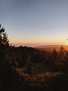 green pine trees during sunset thumbnail