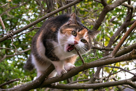calico cat eating tree branch thumbnail