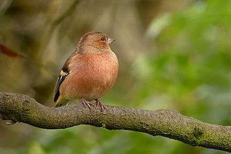 brown bird on tree branch thumbnail