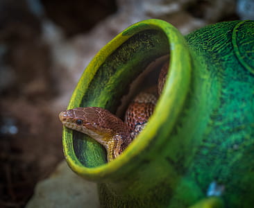 Shallow Focus Photography of Brown Snake in Green Jar thumbnail
