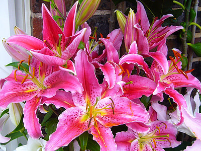 pink lilies in bloom at daytime thumbnail