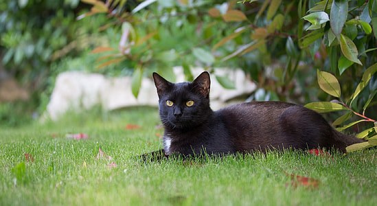 photo of black cat lying on green grasses thumbnail