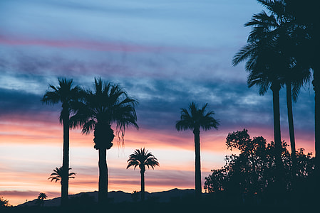 silhouette of palm tree during sunset thumbnail