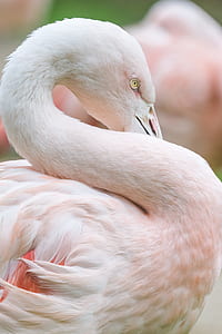 selective photo of flamingo bird thumbnail