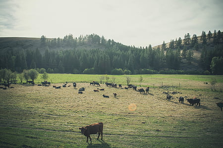 brown cow standing on green grass field thumbnail
