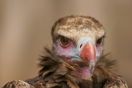 close up photo of brown vulture thumbnail