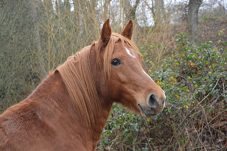brown horse in forest thumbnail