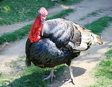 Turkey thumbnail
