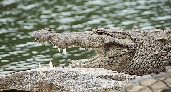 crocodile near body of water in park thumbnail