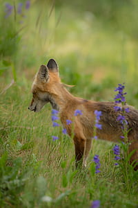 selective focus photography of fox thumbnail