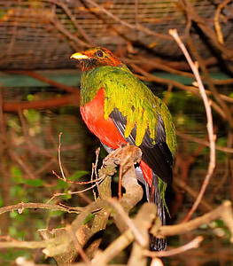 green, red, and black bird perched on tree branch thumbnail