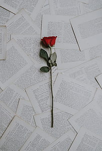 red rose flower on white book pages thumbnail