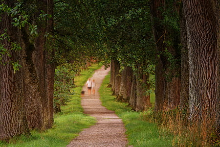 man and woman walking on road between trees thumbnail