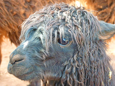 selective focus photography gray camel thumbnail
