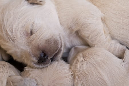 close-up photo of cream puppies sleeping thumbnail