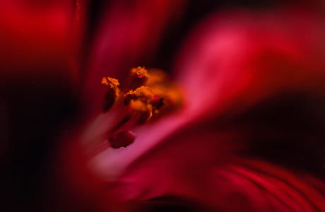 Close up of flower pistil thumbnail